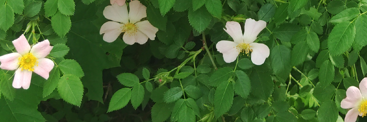 Header Image