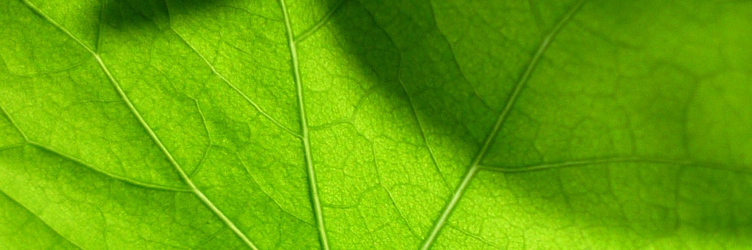Header Image