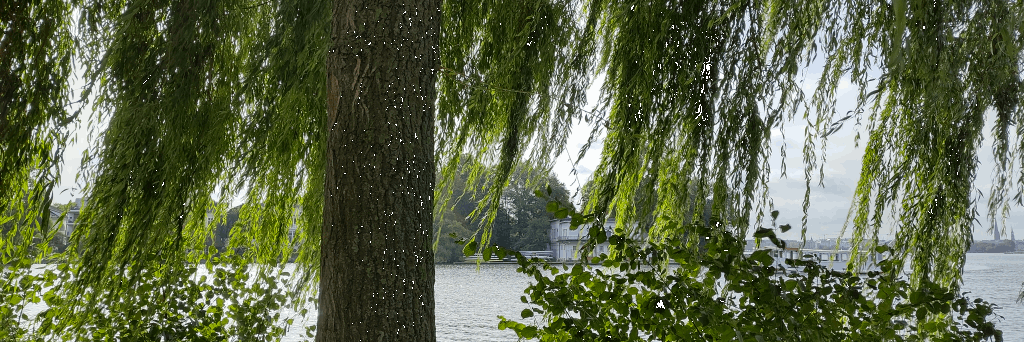 Header Image