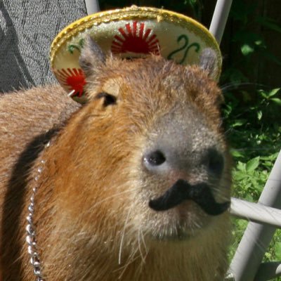 capybara_man@beta.birdsite.live
