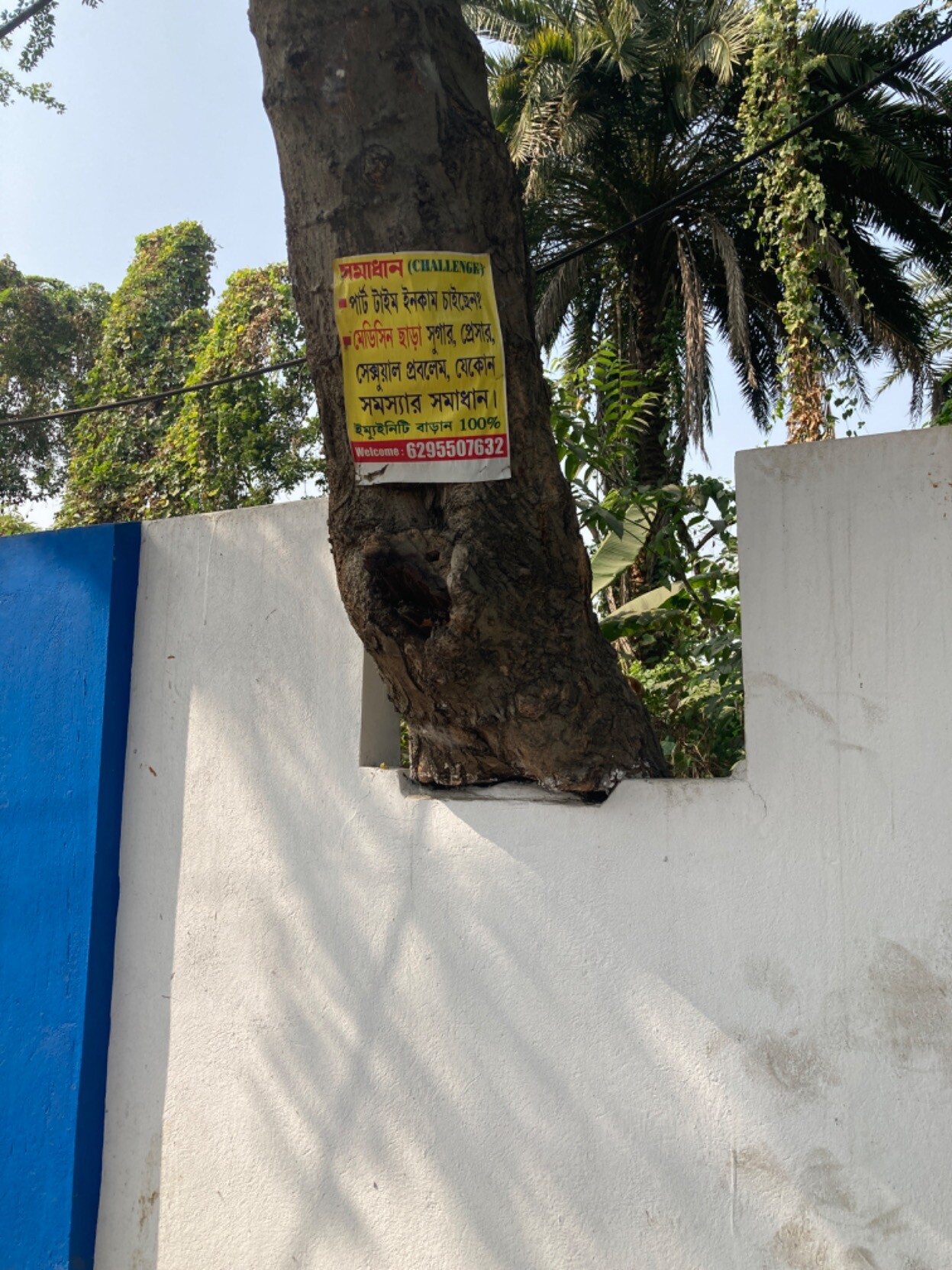 Tree growing through a notch in a blue and white masonry wall, poster in Bengali nailed to the tree