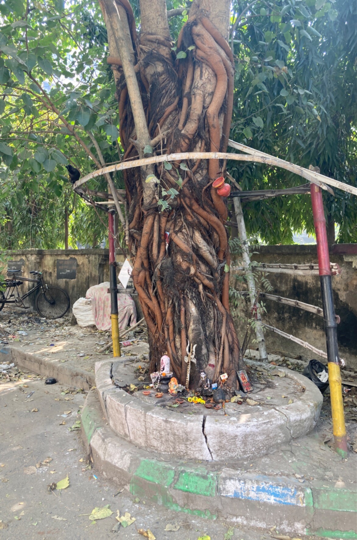 Intertwined trees encircled by paving stones with Hindu idols and flowers