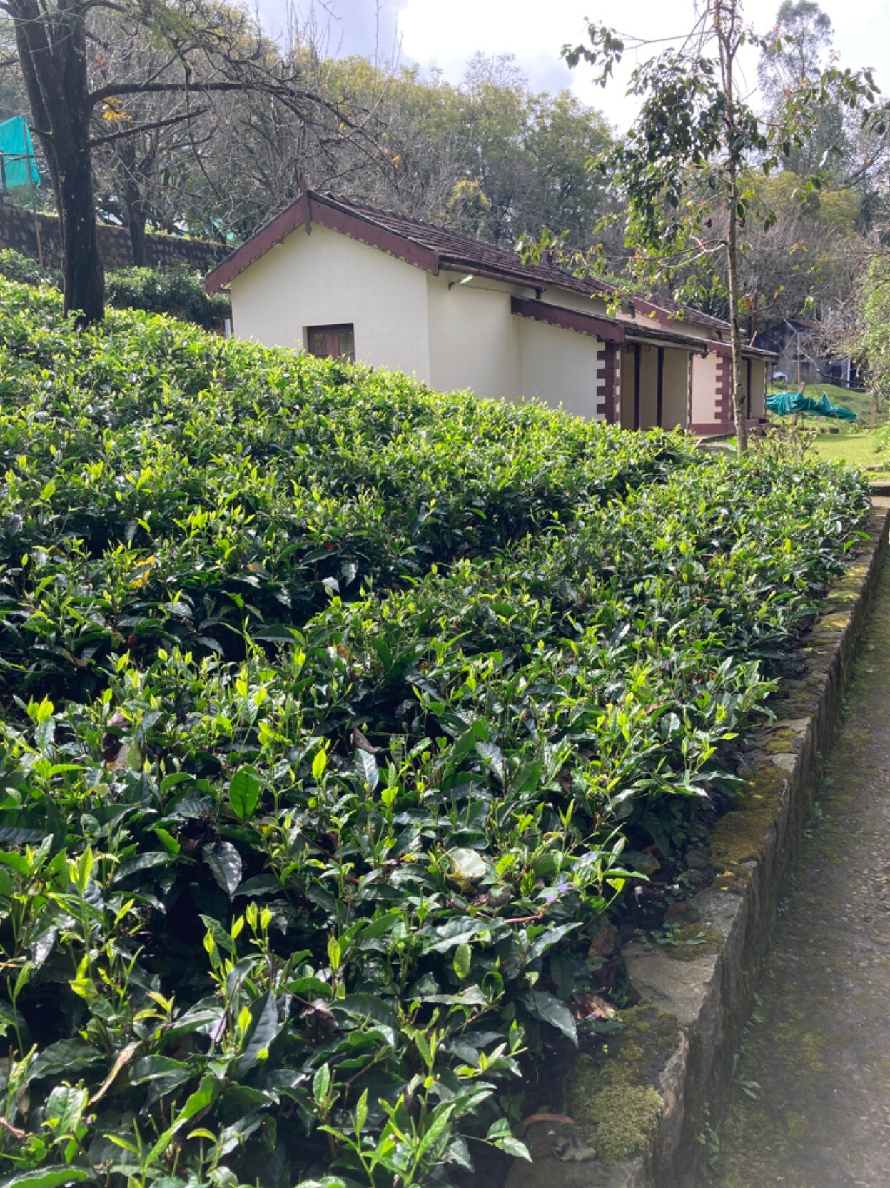 Knee-high tea bushes in foreground, tile-roofed cottage in back
