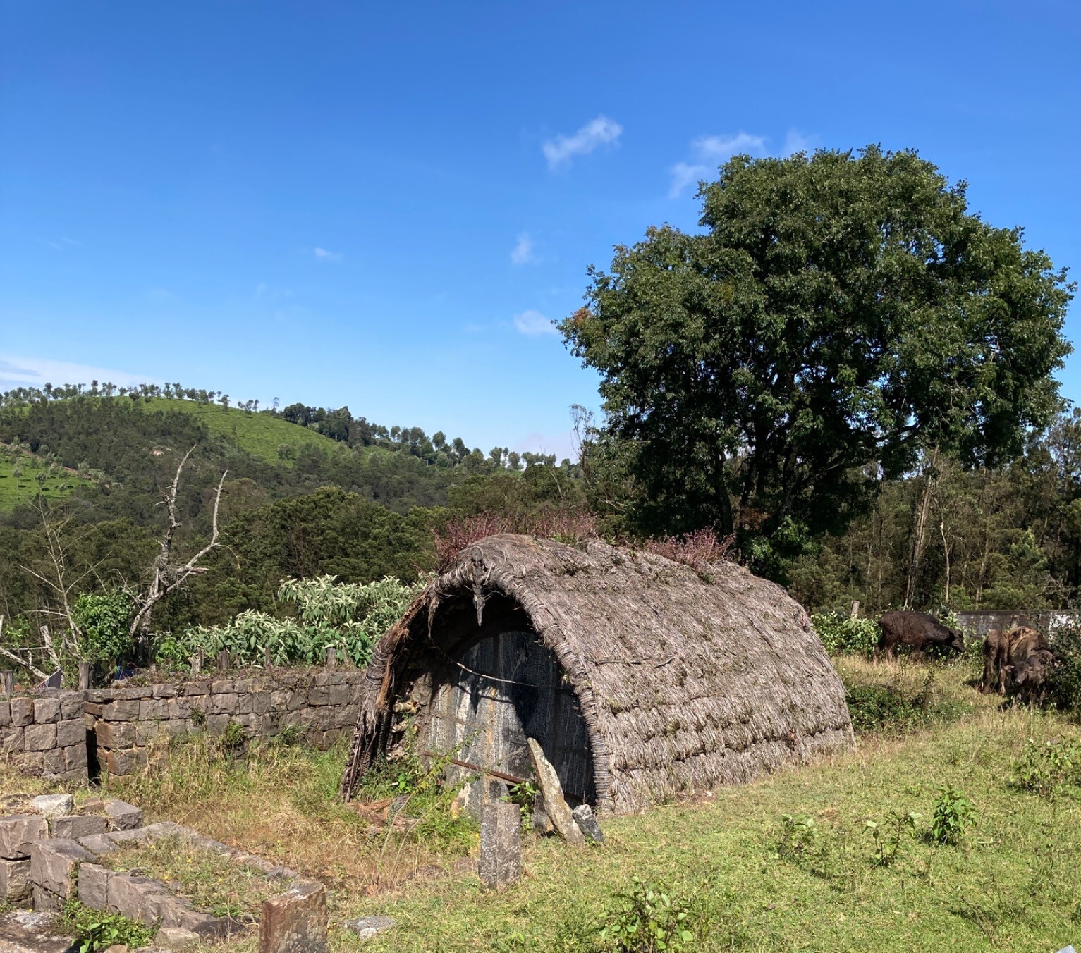 Woven grass hut