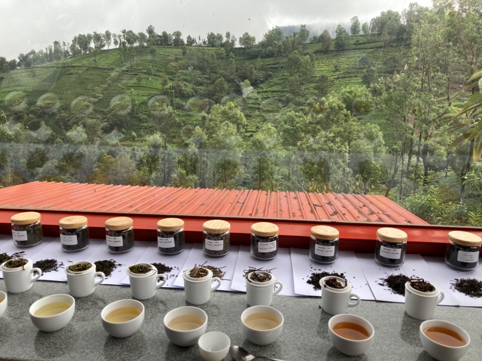 Three rows on table front to back: handleless cups with tea liquor, ISO brewing mugs with upturned lids with spent leaves, labeled jars with dry leaves; behind table a picture window looking out on green hill