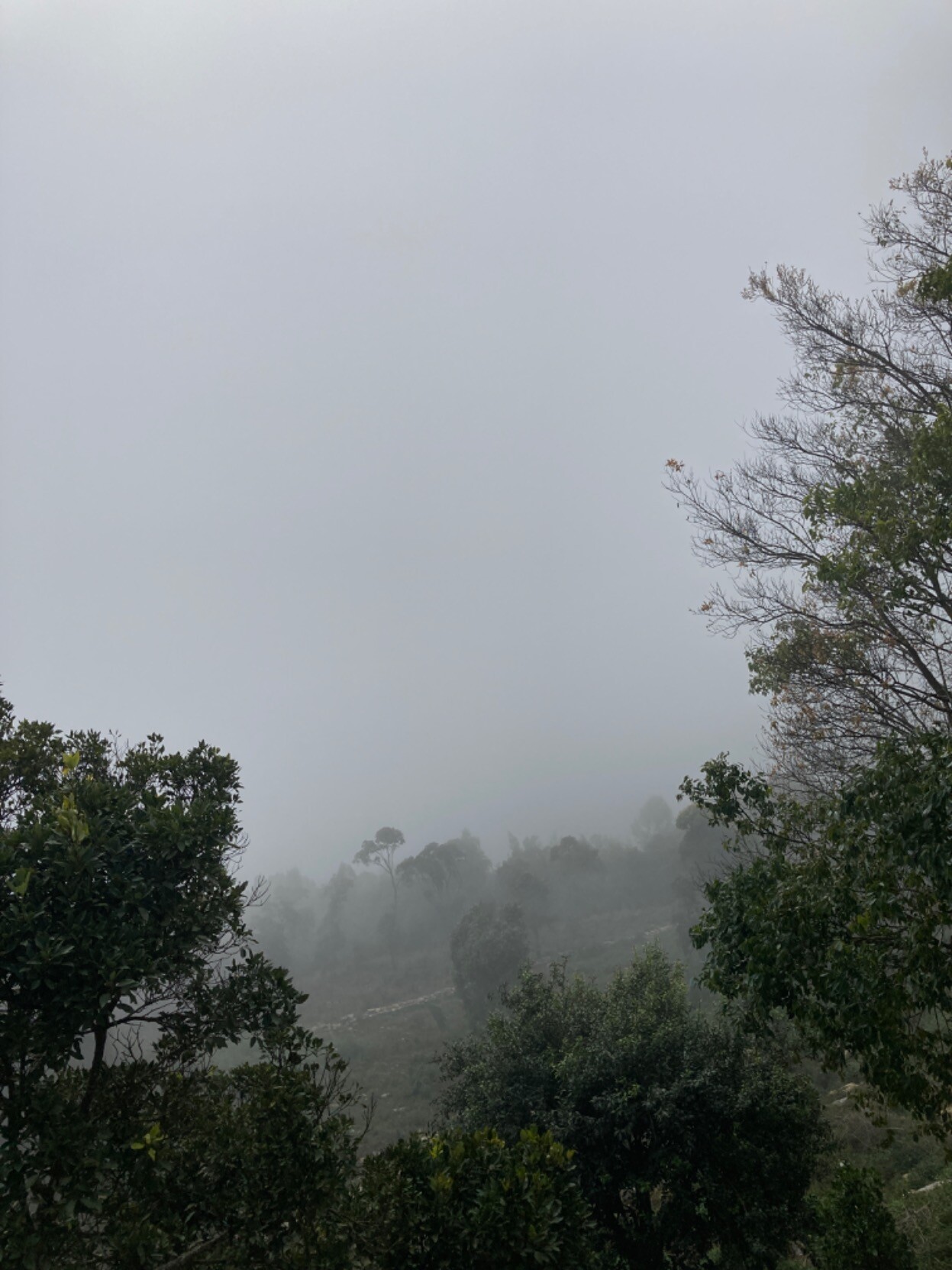 A view of…fog