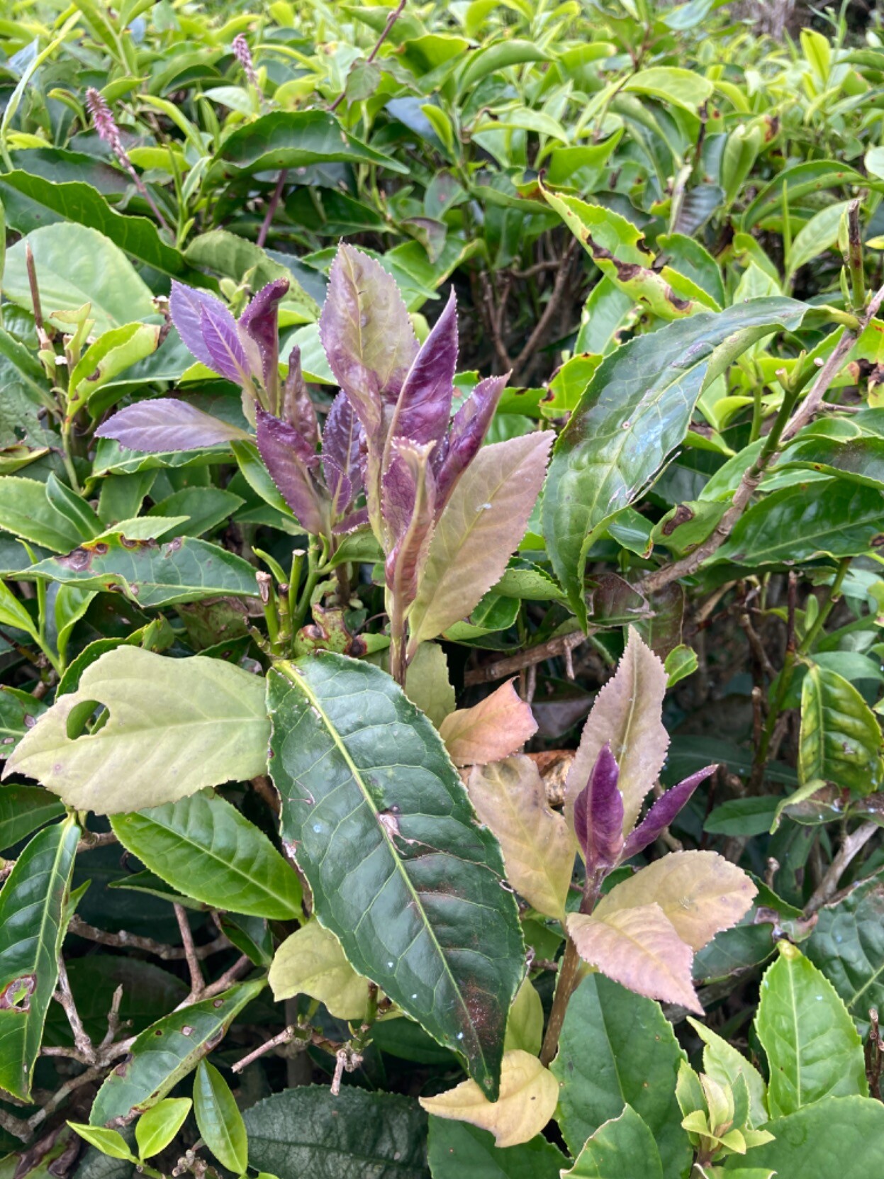 Surrounded by normal shoots, one shoot with purple leaves