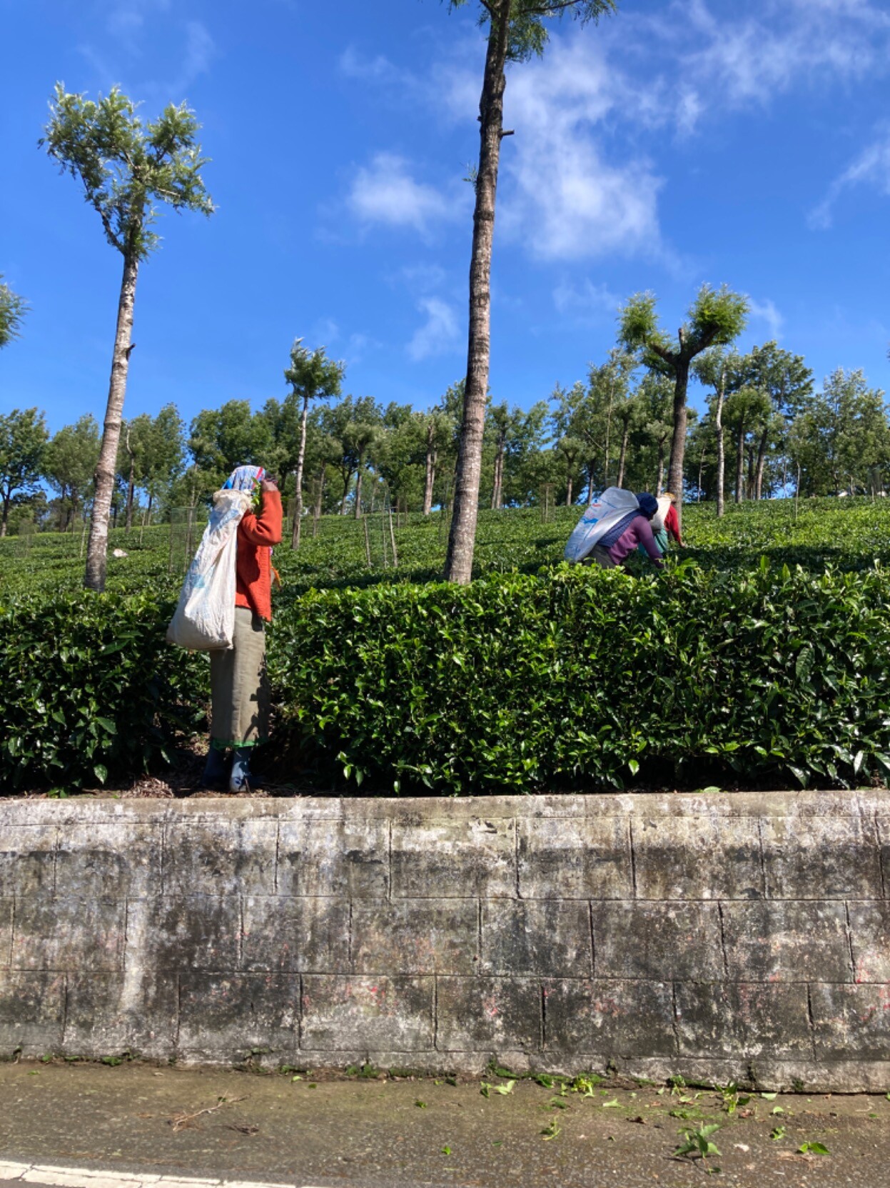 Three women, shawls ove their heads and big bags of leaves over their shoulders, working the rows