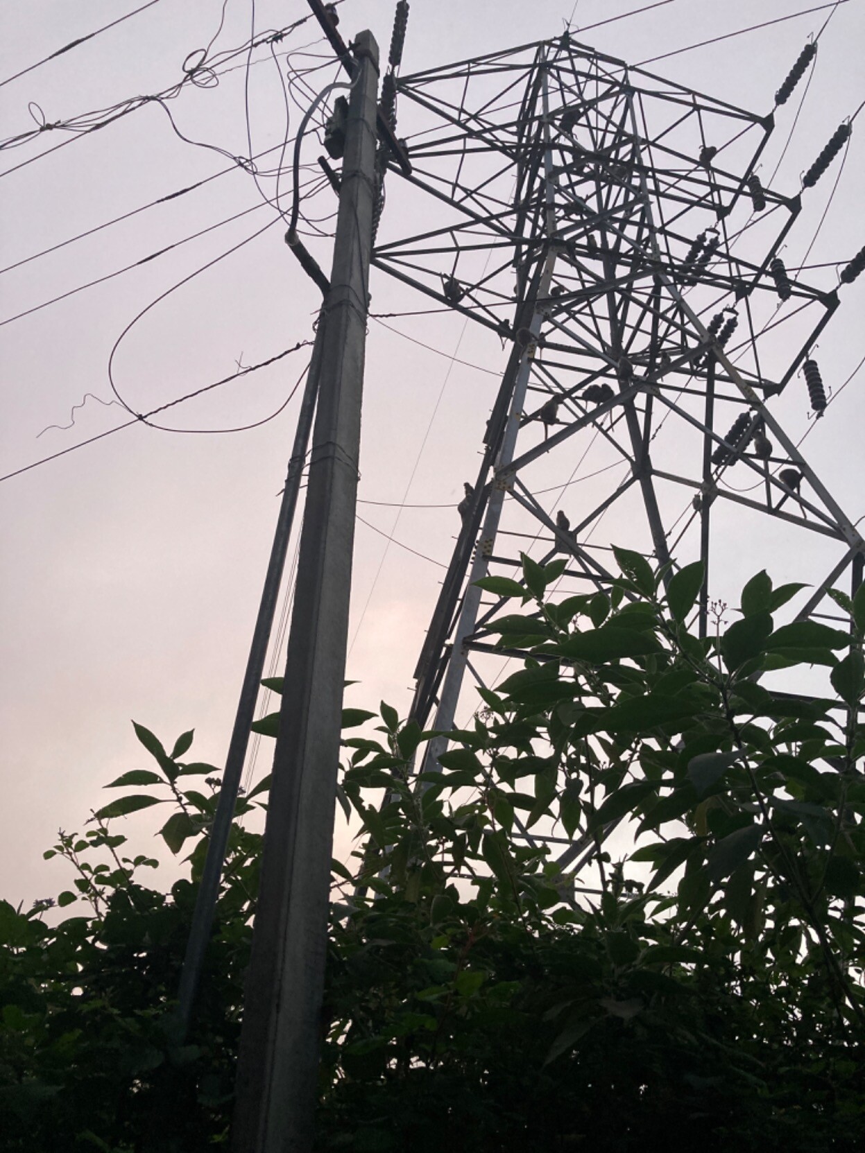 Electrical transmission pylon with monkeys perched on cross-braces