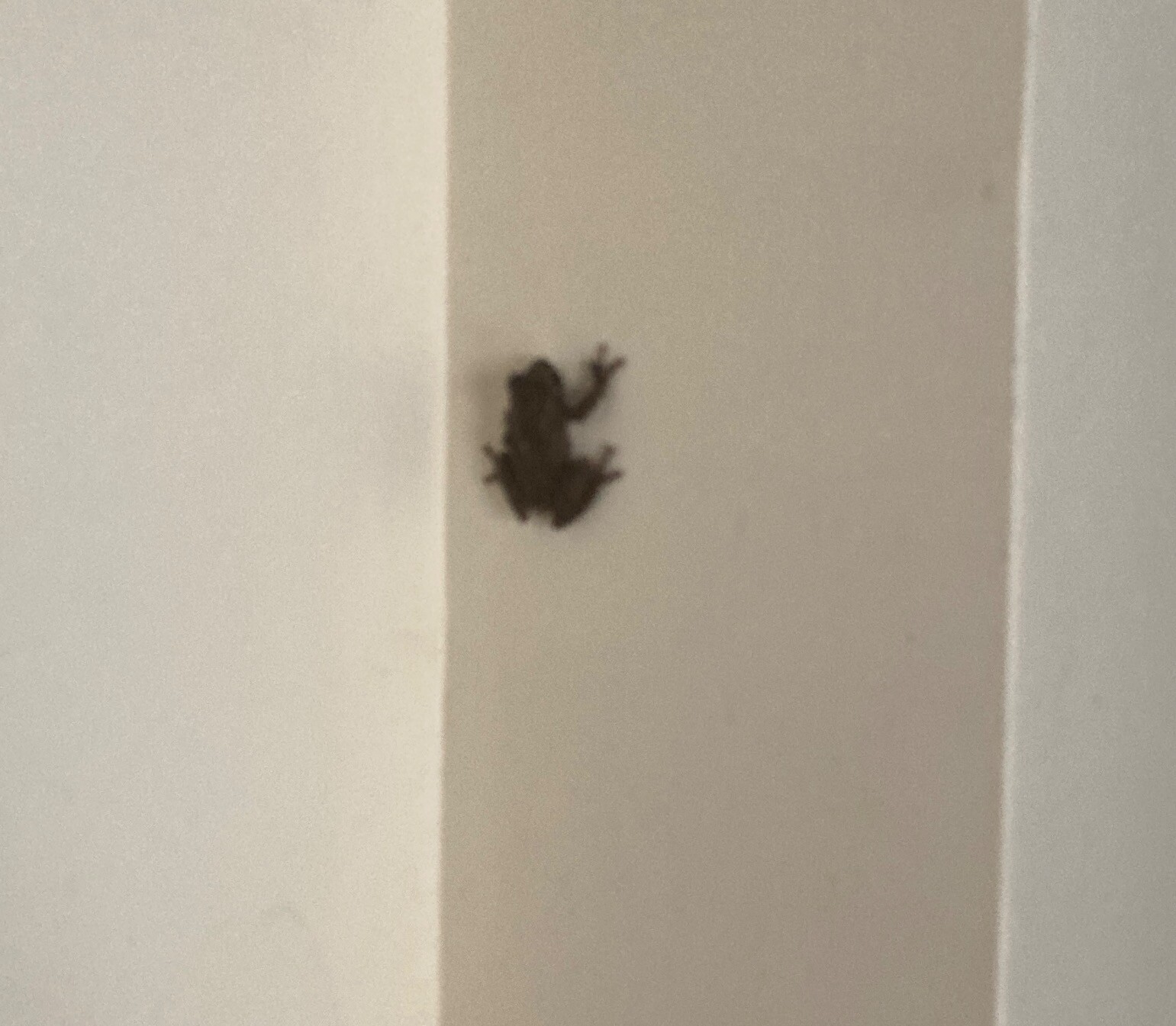 Frog climbing an interior wall