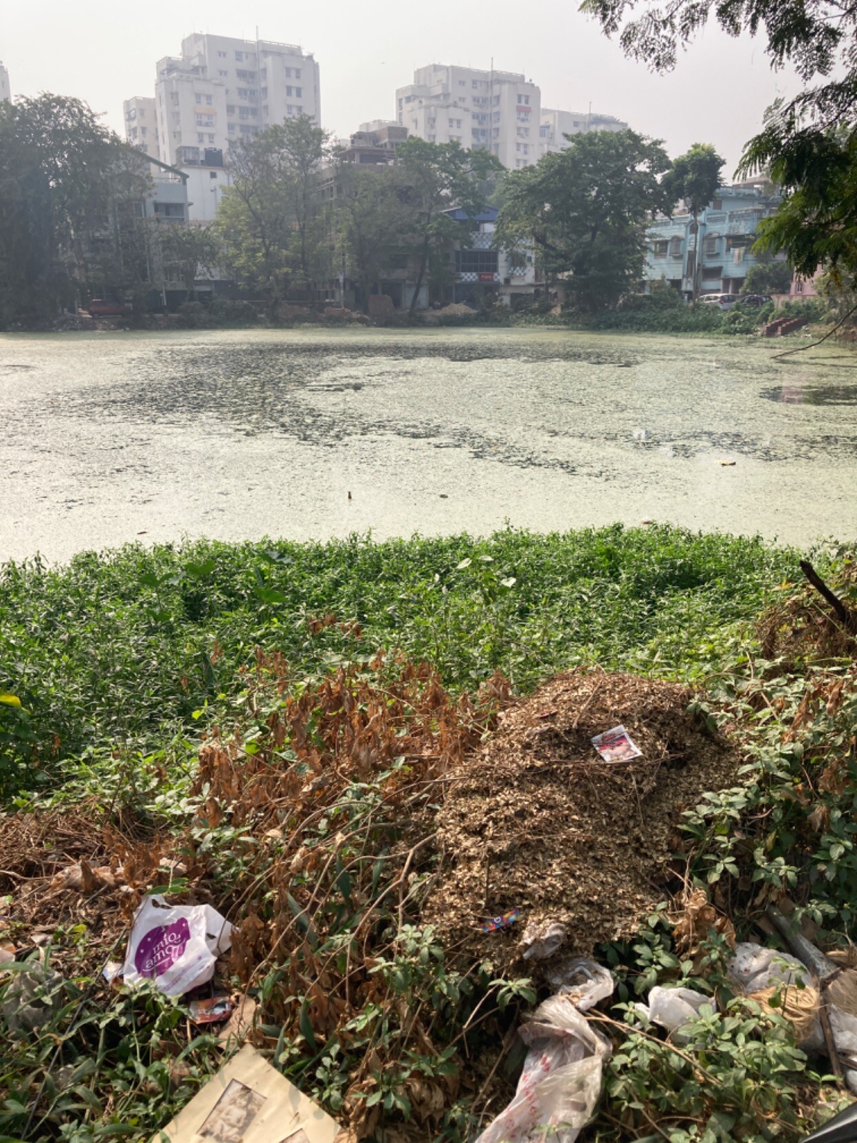 Garbage-strewn weeds in foreground, algae-choked pond backed by trees and apartments