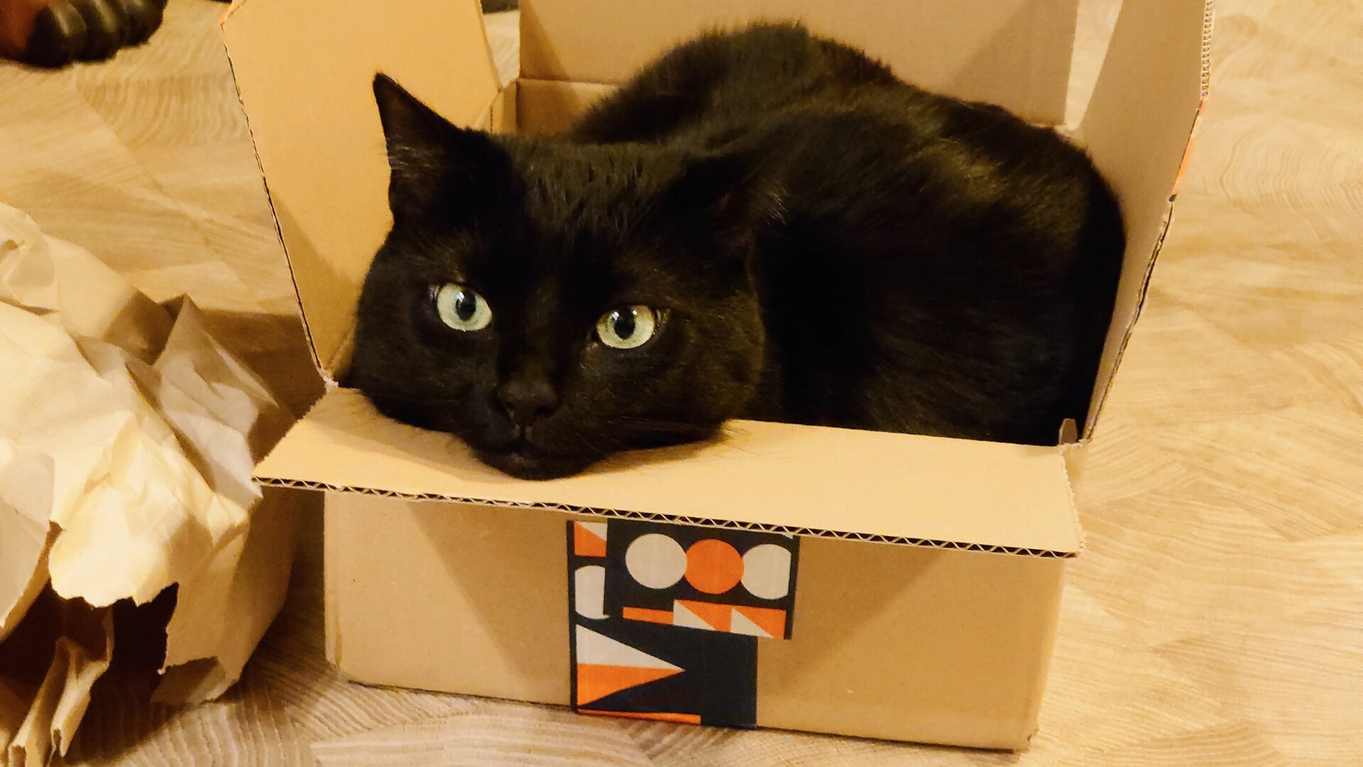 Eine schwarze Katze liegt bequem im einem kleinen Karton, den Kopf aufgelegt und mit Blick in die Kamera.