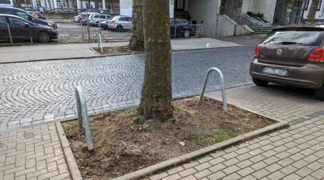 Eine platt gefarene Baumscheibe an einer mit Kopfsteinen gepflasterten Straße. Die Baumscheibe ist am Rand mit Anfahrbügeln gesichert.