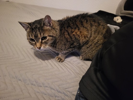 Tigerkatze Lissy sitzt auf dem Bett und guckt etwas kritisch.