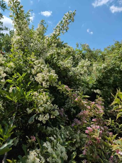 eine undurchdringliche Hecke mit vielen kleinen weißen Blüten in unzähligen Dolden an zum Teil langen Trieben mit schmalen grünen Blättern und braunen Stacheln.
