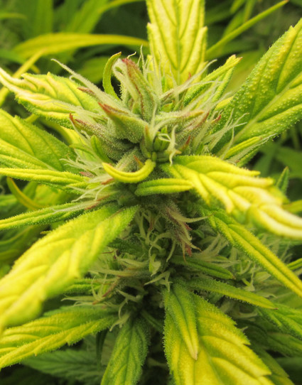 Cannabis top bud with light bleaching and reddish purple tips.