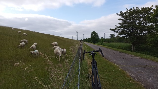 Ein Gravelbike lehnt neben einem Weg an einem Weidezaun direkt am Deich. Mehrere Schafe nähern sich interessiert. Der Himmel ist bewölkt, die Sonne lässt noch auf sich warten.