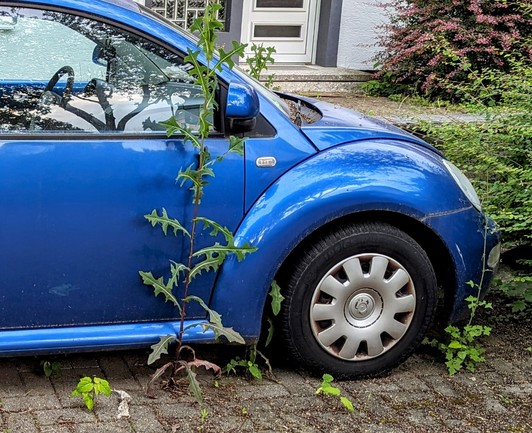 Ein blauer, von Unkraut bewucherter New Beetle.