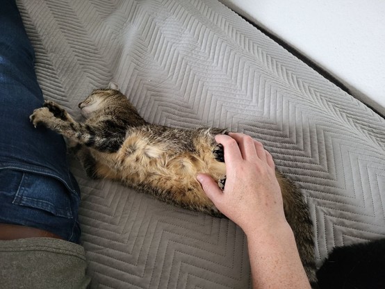 Tiegerkatze und ihr Dosenöffner liegen auf der Tagesdecke auf dem Bett. Während der Dosenöffner die Hinterläufe festhält und den Bauch krault, krallt sich Katze an der rechten Hüfte fest.