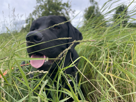 Schwarzer Labrador bei einer Pause im Gras