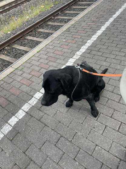Schwarzer Labrador wartet auf den Zug