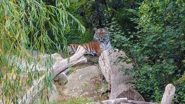 Ein Tiger im Gehege schaut sich potentielle Leckerbissen an die ihn ansehen.