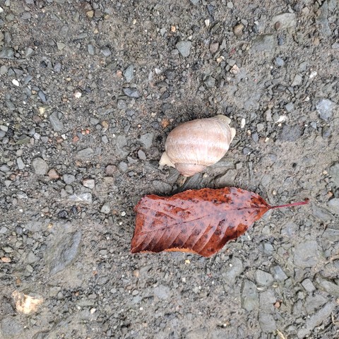 Eine Schnecke mit Gehäuse, das hellbraun und beige gestreift ist neben einem braunen Buchenblatt auf einem Schotterweg. Die Schnecke ist mindestens halb so groß wie das Blatt.