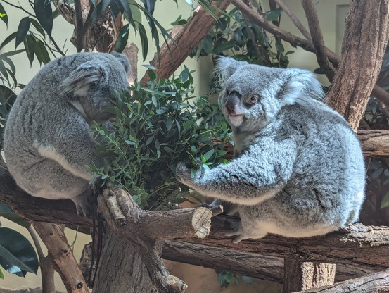 Zwei Koalas sitzen vor einem Strauß Eukalyptus