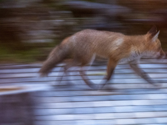 Fuchs pest herum