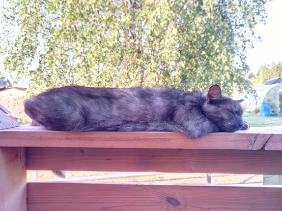 Cat snoozing on a handrail. A large birch is in the background.