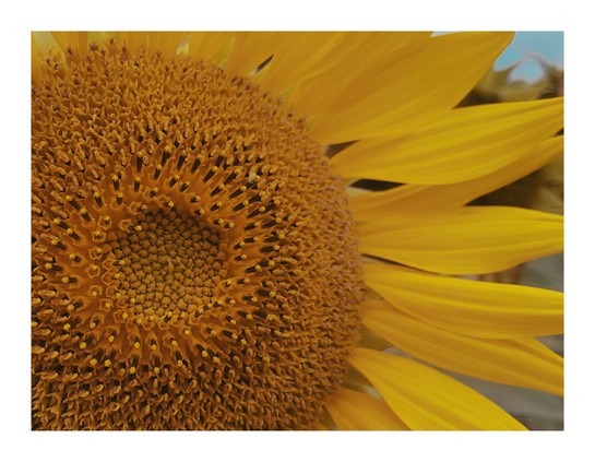 Innerer Bereich einer Sonnenblume rechts mit ein paar Blütenblättern
