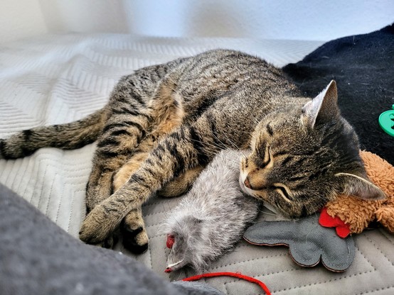 Tigerkatze liegt schlafend auf der Seite im Bett. Kopf auf Katzenspielzeug gebettet.