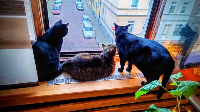 Drei Katzen sitzen in einem Fenster und schauen hinaus.