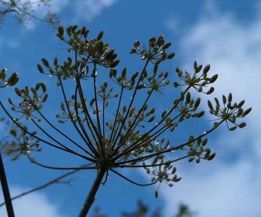 Die Dolde eines Fenchel von unten gegen einen blauen Himmel mit weißen Wolken fotografiert. Der Fenchel hat bereits Samen ausgebildet und vom Regen der Nacht hängen noch Wassertropfen in der Dolde.