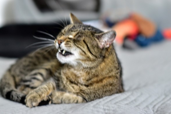 Tigerkatze zieht ne Schnute und zeigt Zähne.