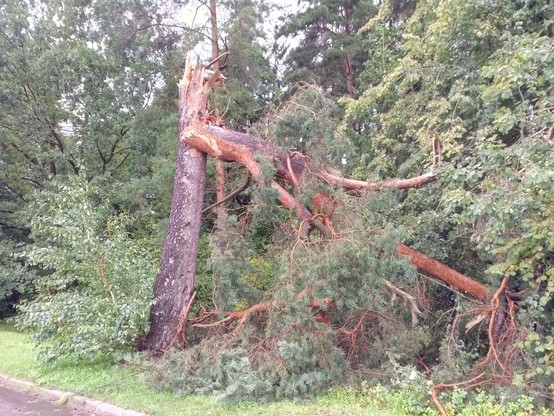 A large pine tree, broken about 5m above ground, with the broken part still hanging to the stump by a few fibres, waiting to fall down. Background more trees, front a small piece of road.