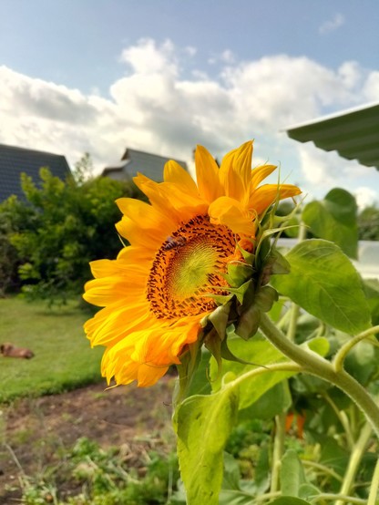 Bright yellow sunflower, a little beat up by the storm but standing again with some help. A bee is hovering in its center. The surroundings are green garden and white clouds being blown away to reveal clear sky. A small brown mutt is in the grass behind, nuzzling his forepaws.
