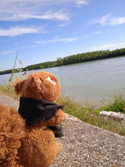 Plüscheichhörnchen sitzt am Ufer der Donau