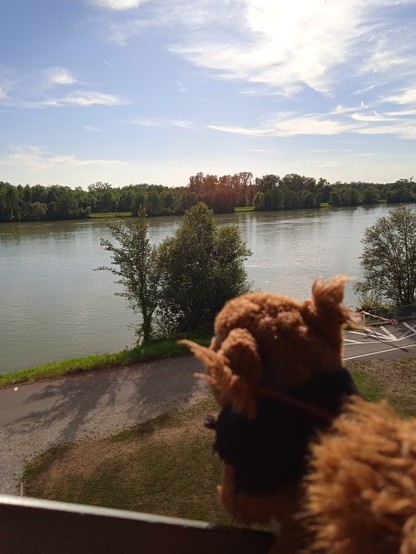 Plüscheichhörnchen sitzt ganz oben am Aussichtsturm under blickt auf die Donau