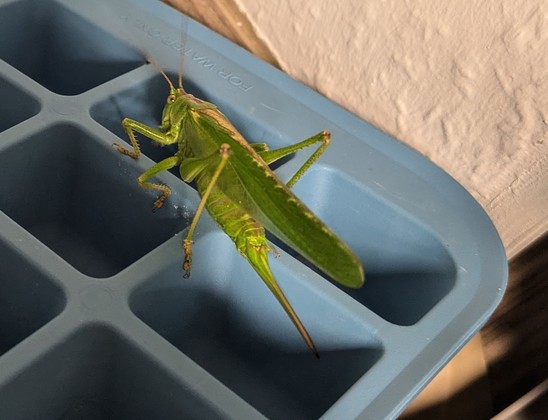 Grashüpfer sitzt auf Eiswürfelschale, ca 6 cm Gesamtlänge