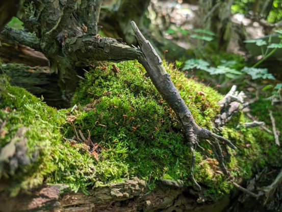 Nahaufnahme: Moos wächst auf altem Holz.