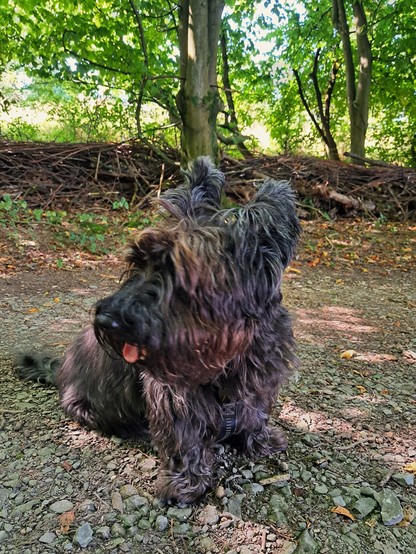 Ein kleiner strubbeliger und ungebürsteter Hund mit heraus hängender Zunge sitzt auf einem Feldweg. Er blickt nach links. Im Hintergrund Bäume. 