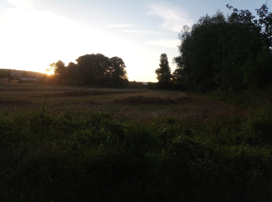 An empty field at dawn, corn field in the background 