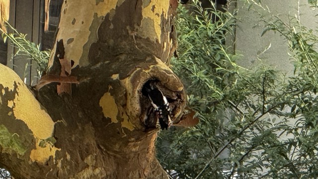 Ein Specht pickt an einem Baumstamm mit schälender Rinde. Um den Baum herum befinden sich grüne Blätter, und ein Teil eines Gebäudes ist im Hintergrund zu sehen.