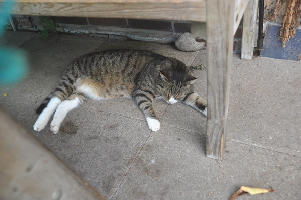 Colour photo:
Mister Bones, our tom cat, lies under the wooden bench on the still cool concrete tiles, sleeping. His chest seeks maximum contact with the floor, his long hind legs are stretched out to maximise contact to coolness.