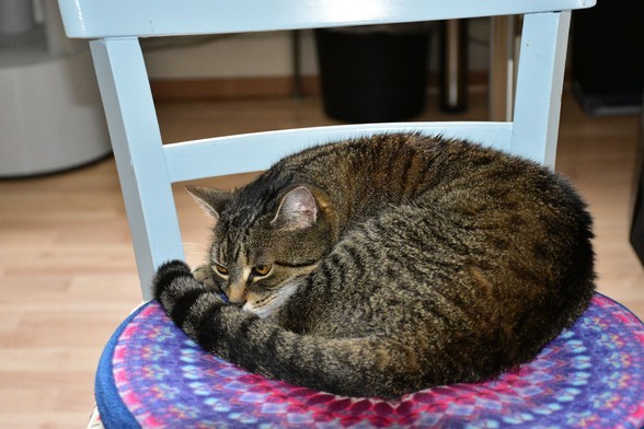 Tigerkatze Lissy liegt zusammengerollt auf einem Stuhl.