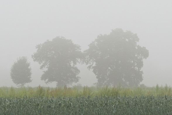 im Vordergrund ein Feld, wo vorne Porree wächst, dahinter etwas in helleren Grün. Im Hintergrund sind drei unterschiedlich große Bäume durch den Nebel auf dem Knick zu sehen. Der linke Baum ist relativ klein, dann kommt ein deutlich größerer und der rechte ist noch etwas größer.