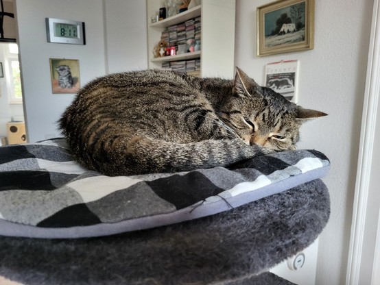 Tigerkatze liegt eingerollt auf dem Kratzbaum und pennt.