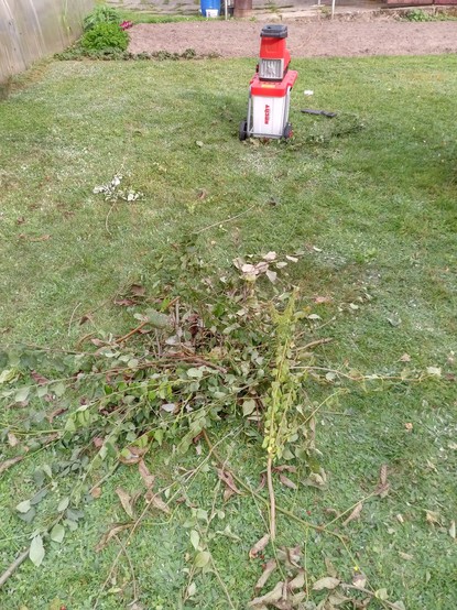 A garden with some half dead grass from a recent dry spell. A very small remaining pile of branches is in the grass. Behind, the famous #HerrSchröder, a red and white garden shredder, which already munched through a pile of branches and is still hungry for more.