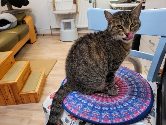 Tigerkatze Lissy sitzt auf dem Stuhl, guckt in die Kamera und schleckt sich die Schnute.